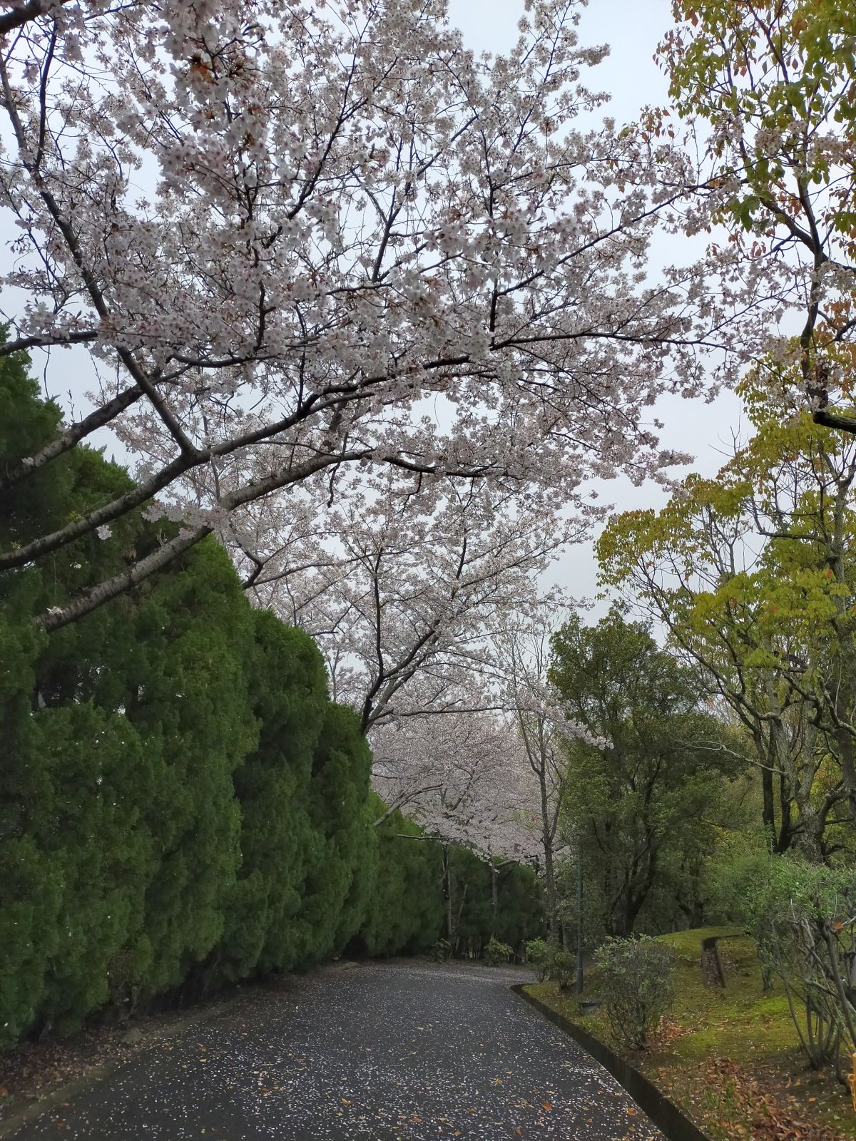 仕事場の桜