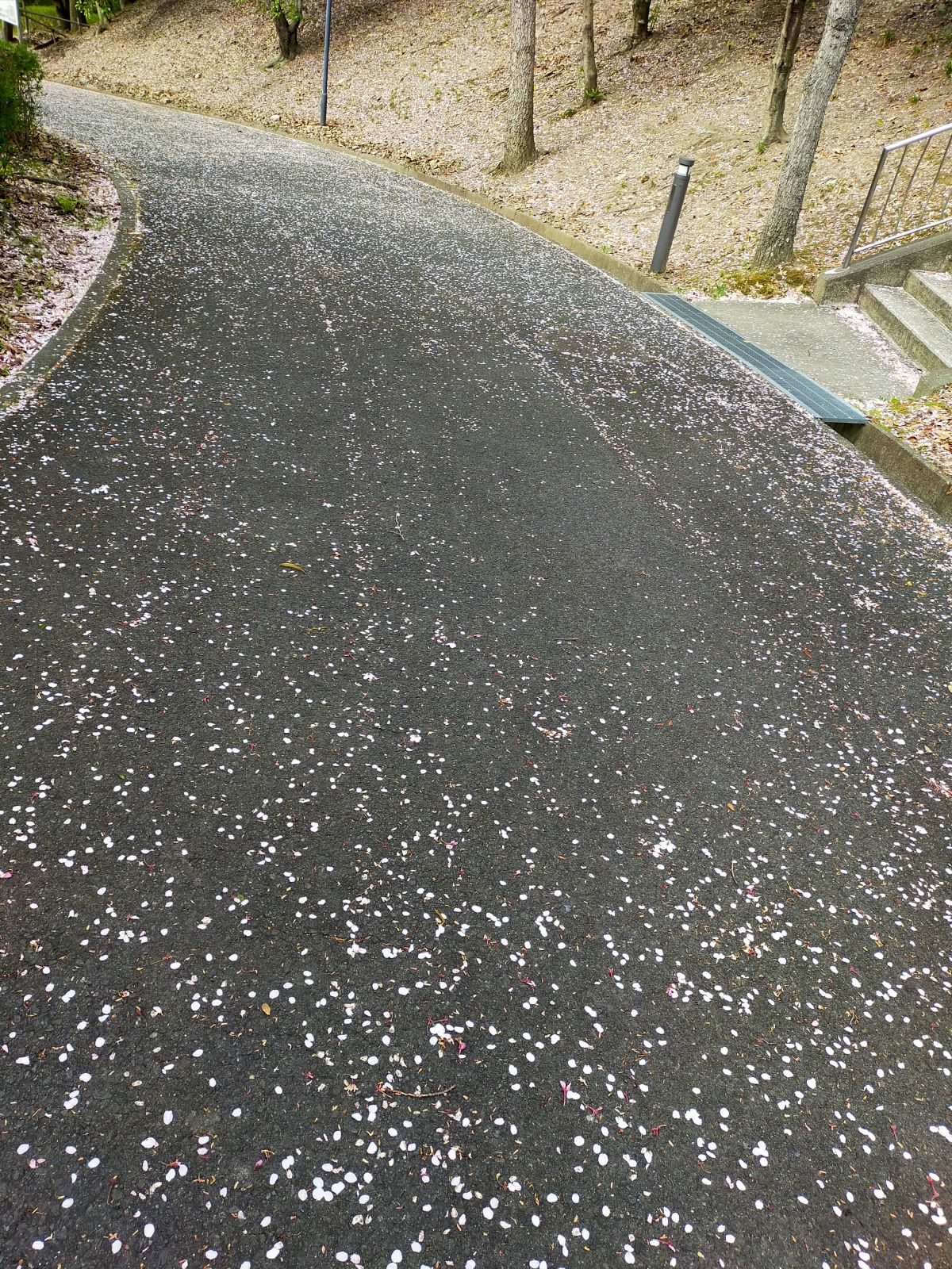 桜の花びら