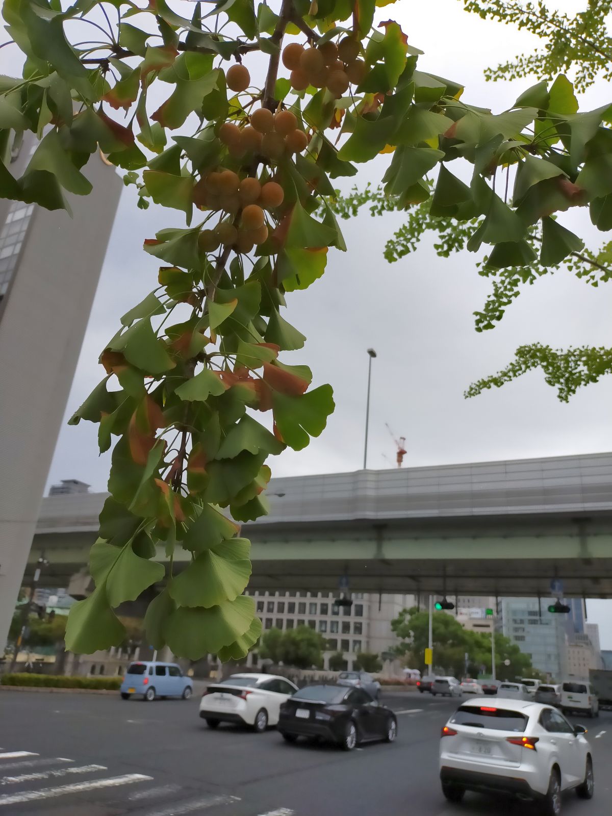 御堂筋の銀杏