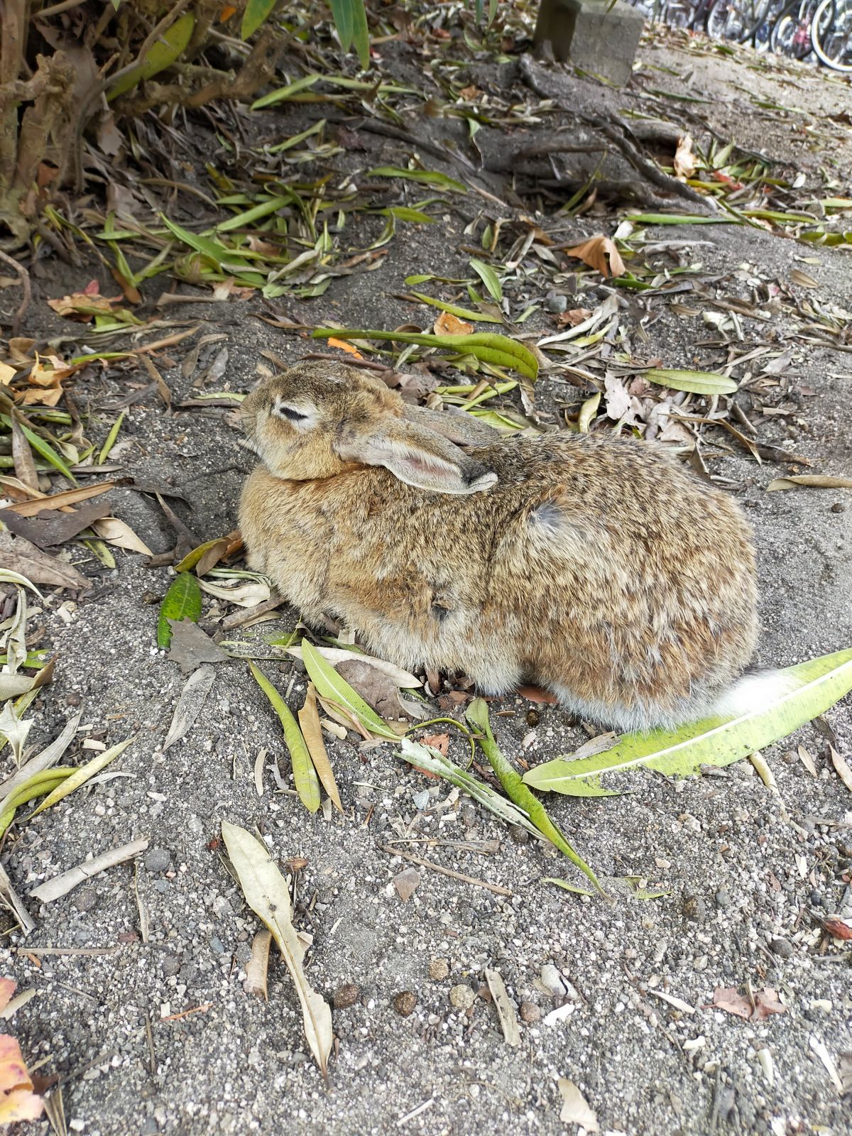 うさぎ