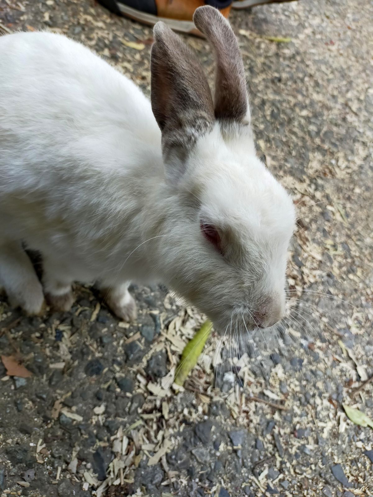 うさぎ２