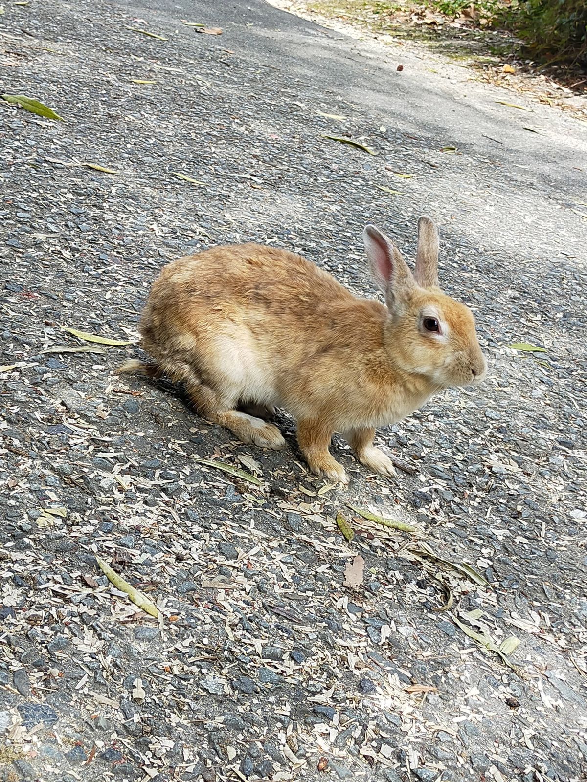 うさぎ３