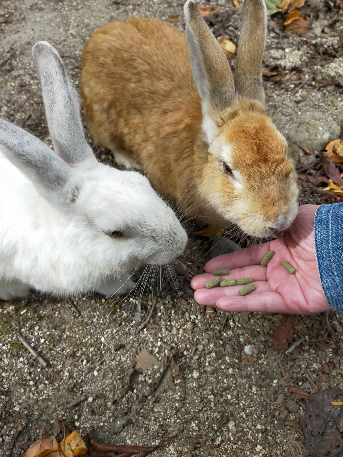 うさぎ４