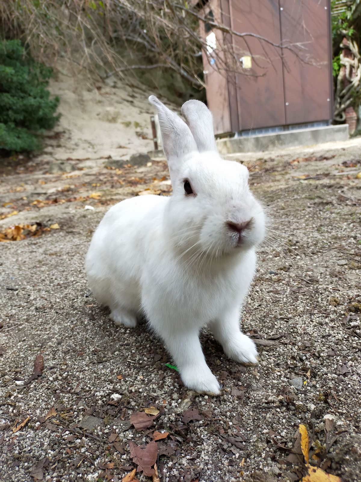 うさぎ５