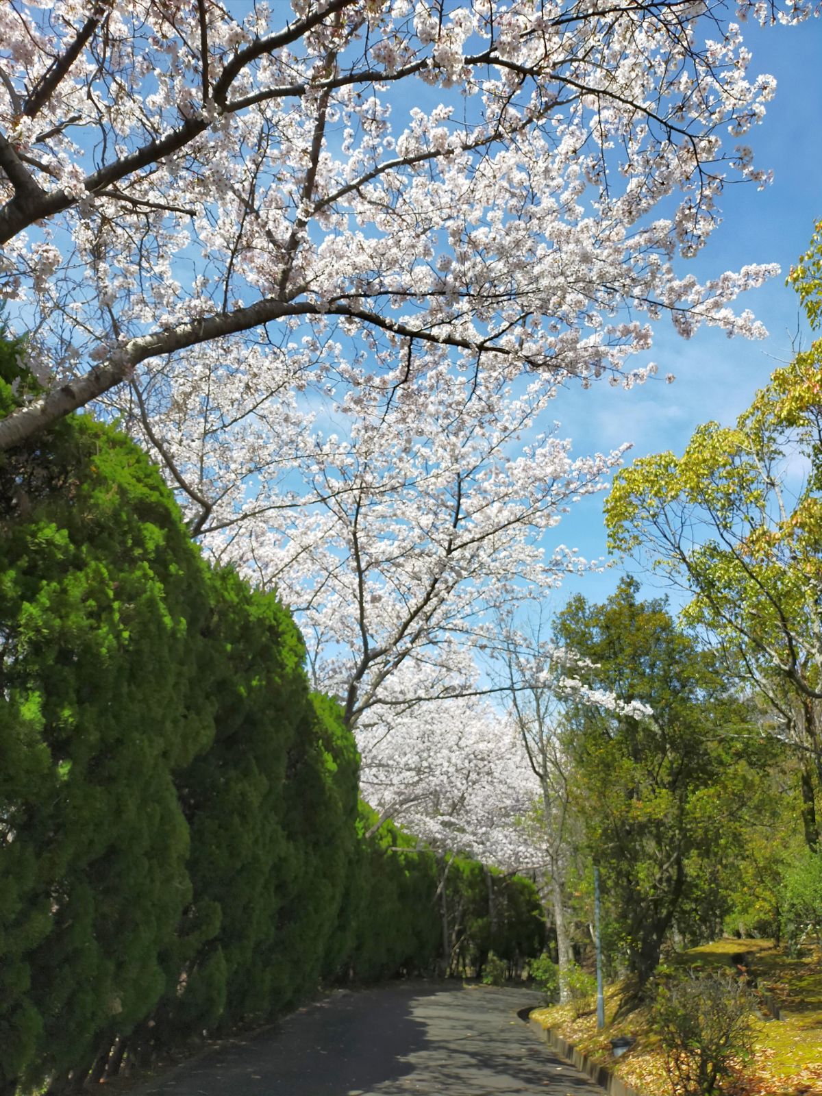 仕事場の桜