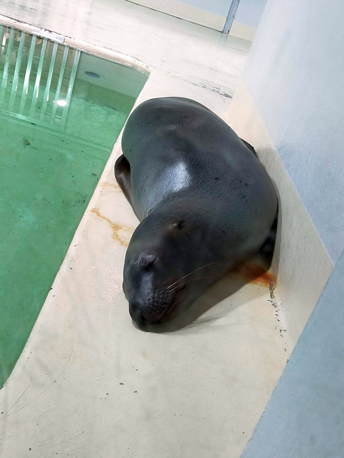 トド