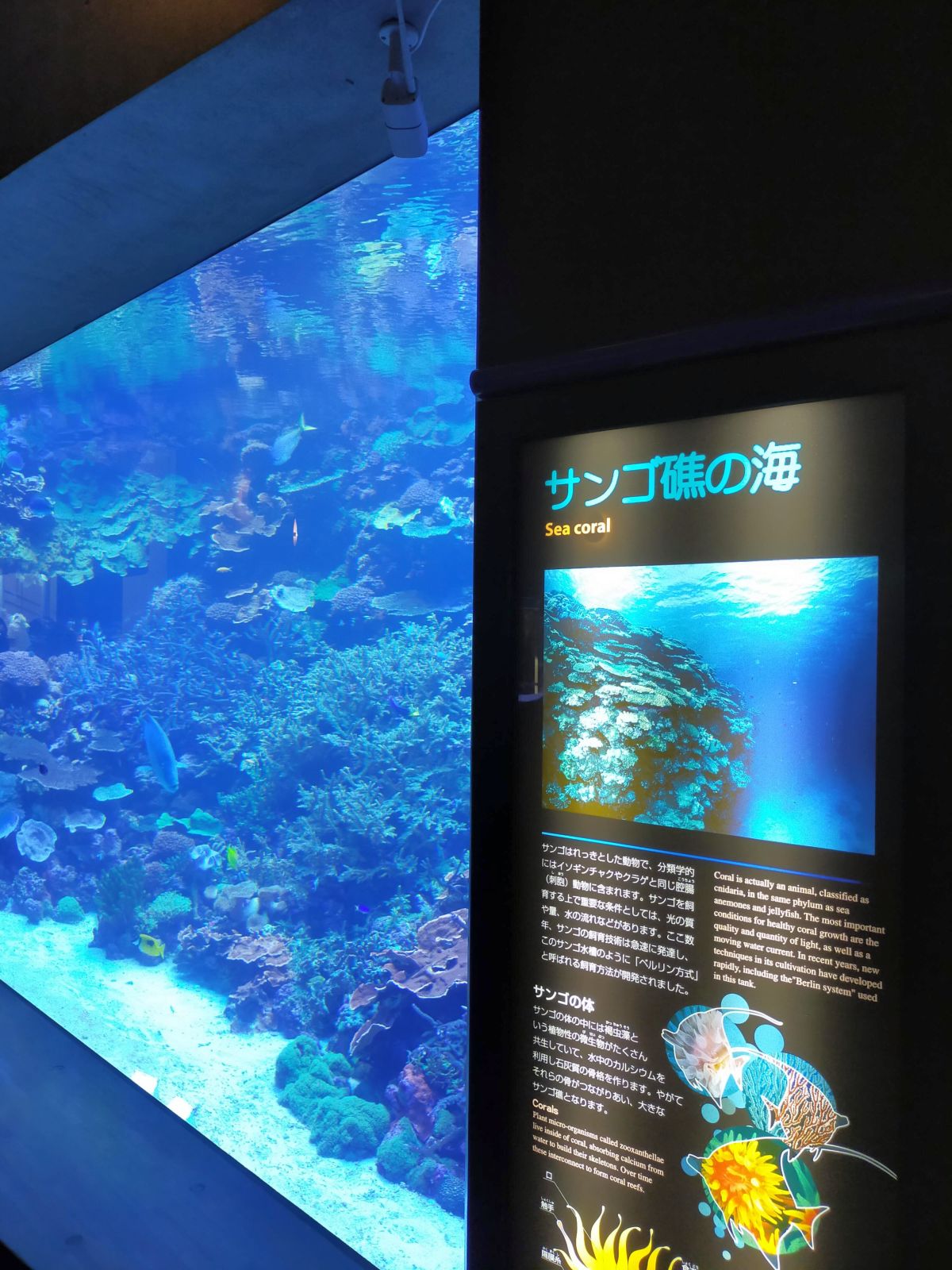 サンゴ礁の海