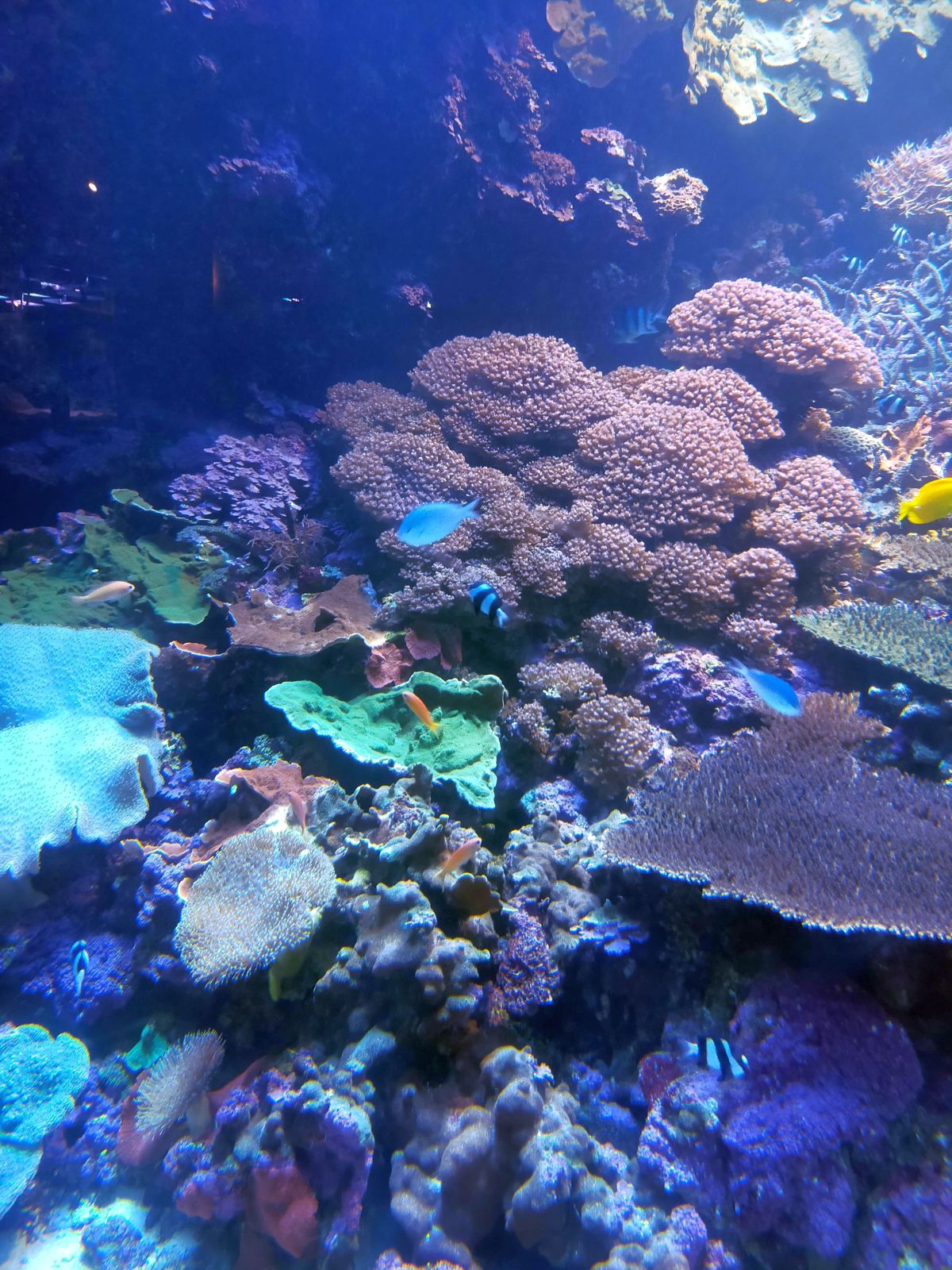 人工のサンゴ礁