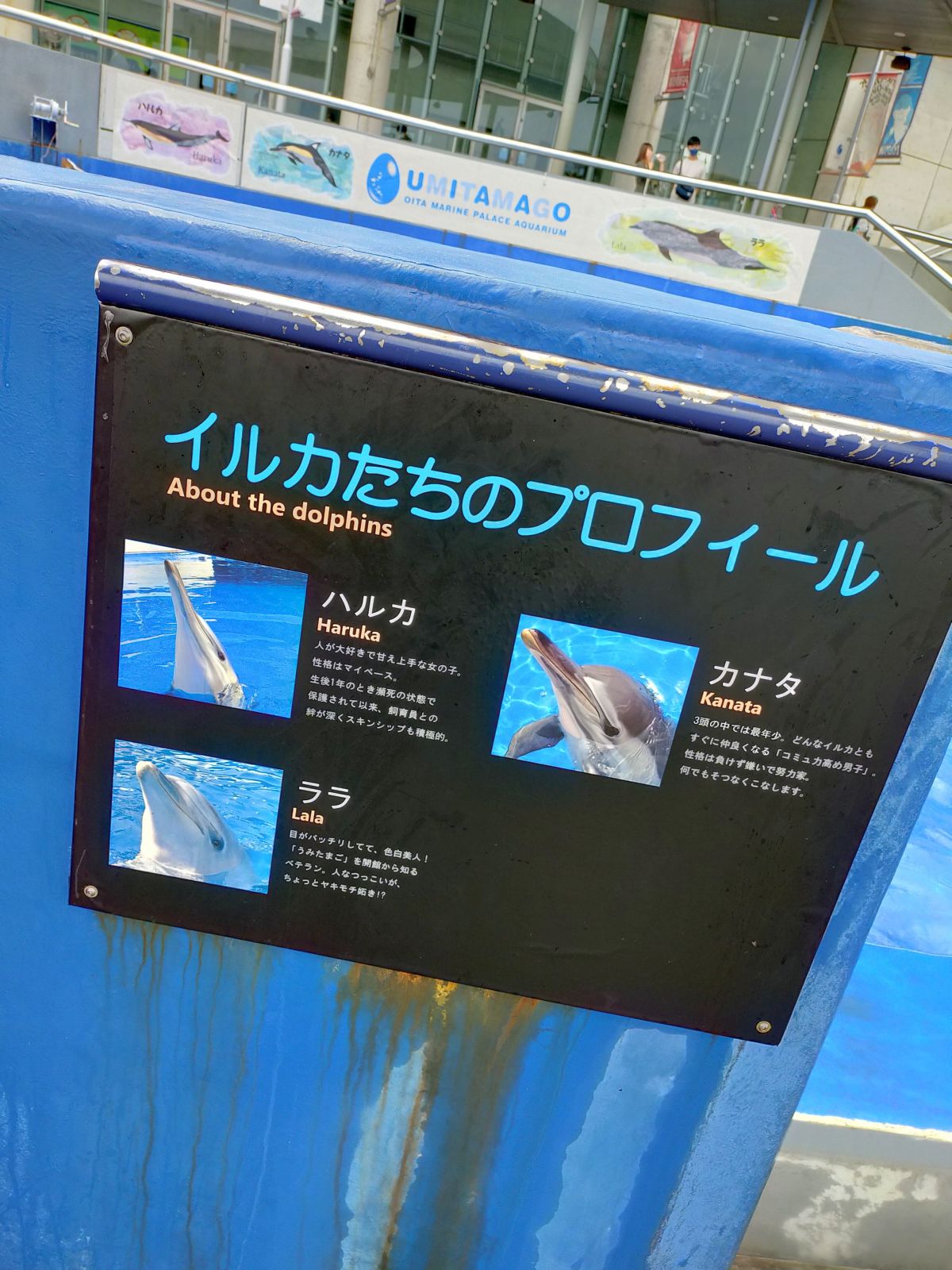 イルカたちのプロフィール