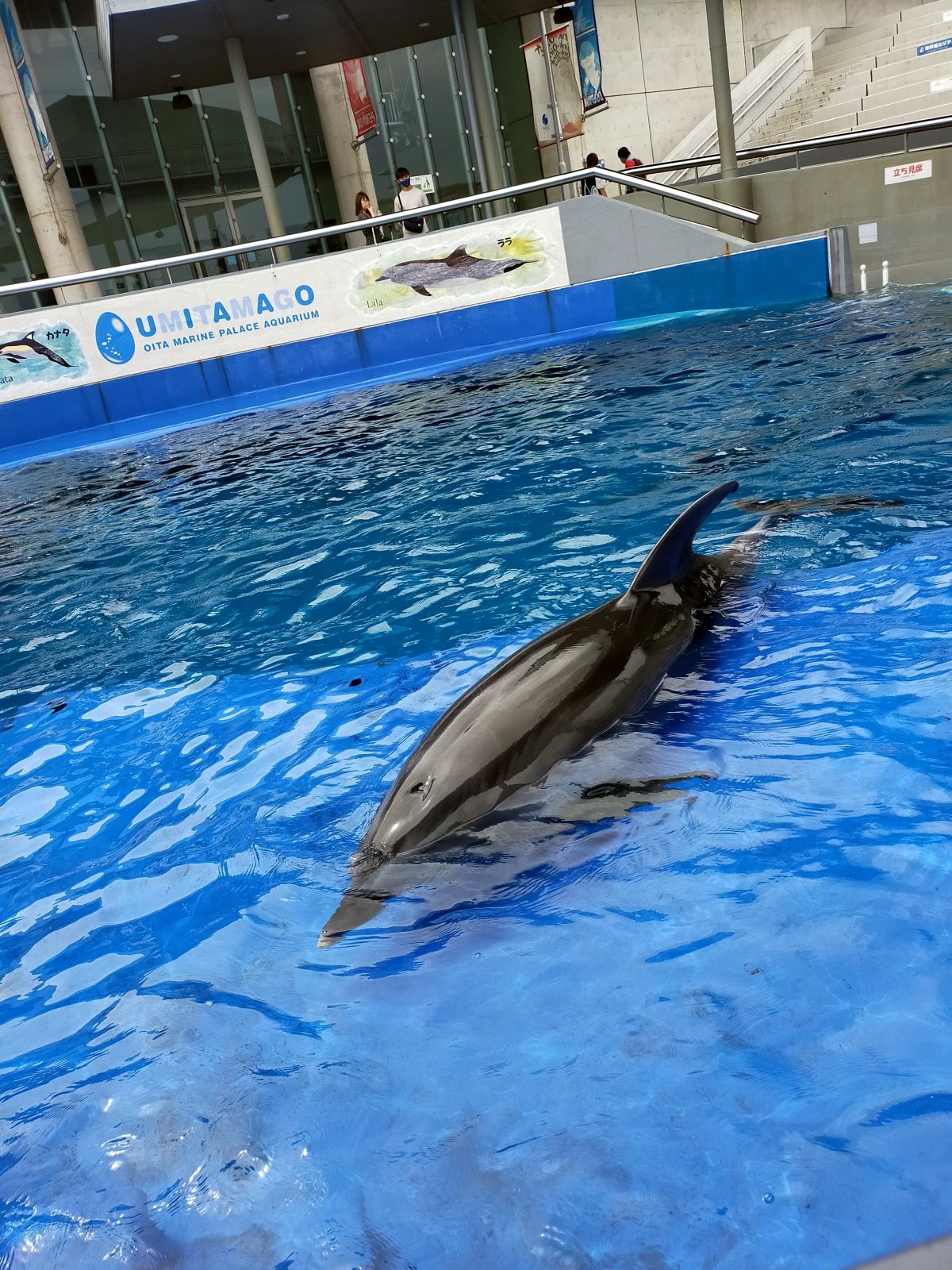 イルカ