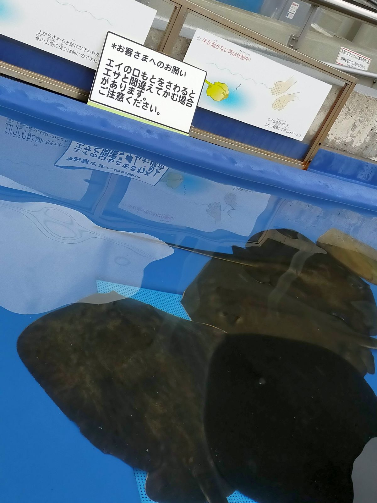 エイの遊泳