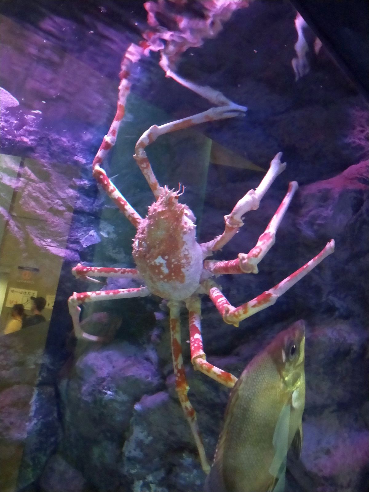 カニ