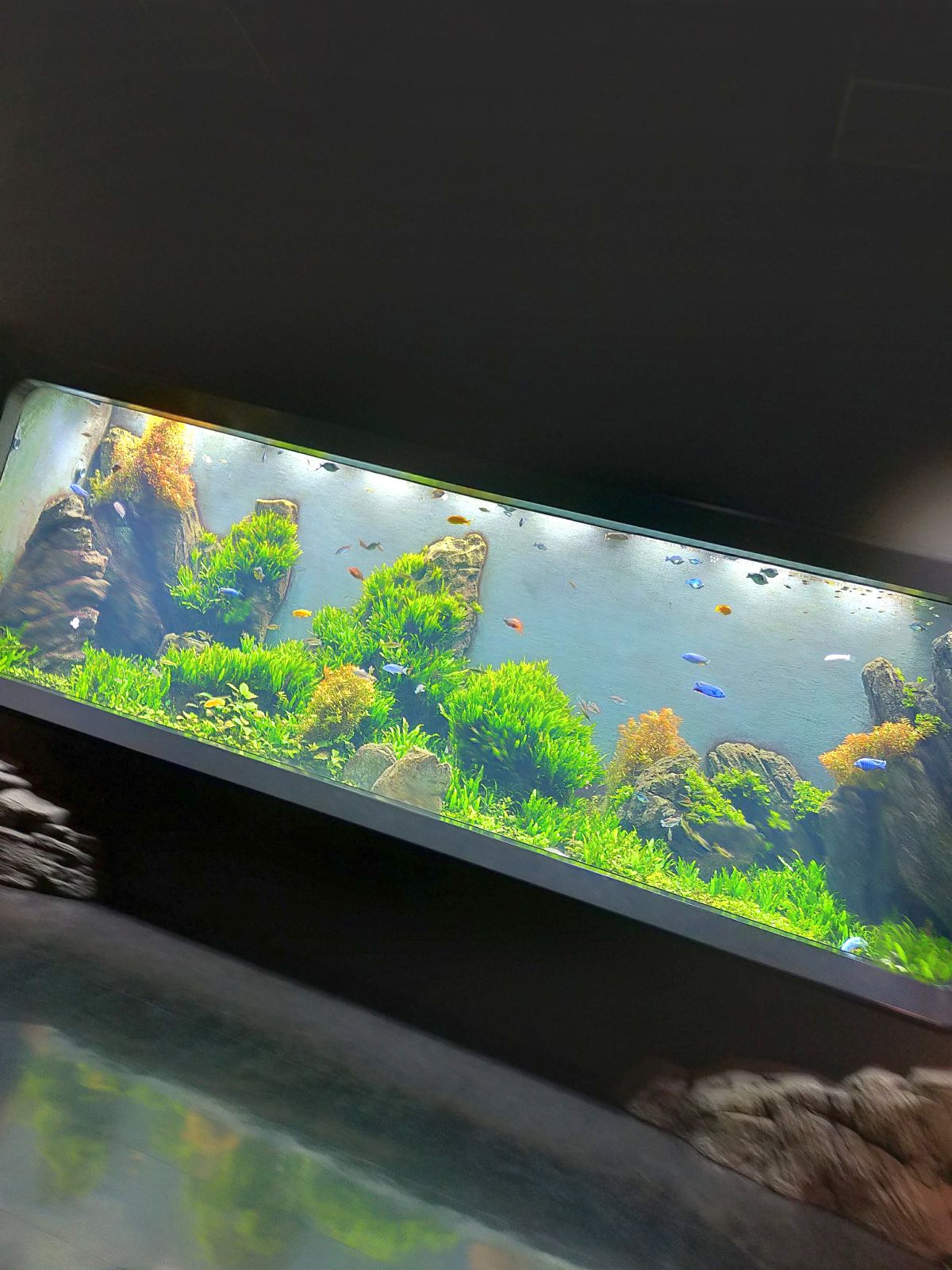 水族館の展示