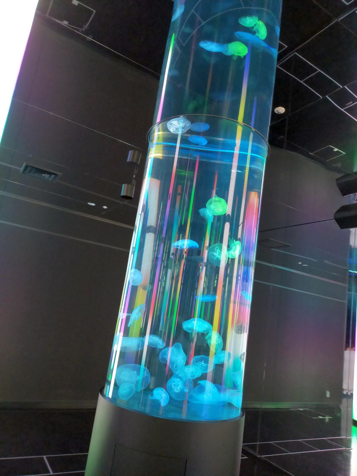 クラゲの展示