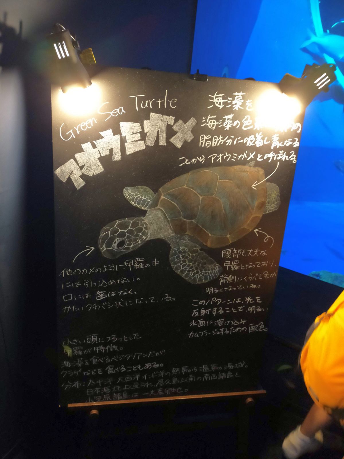 アオウミガメの解説