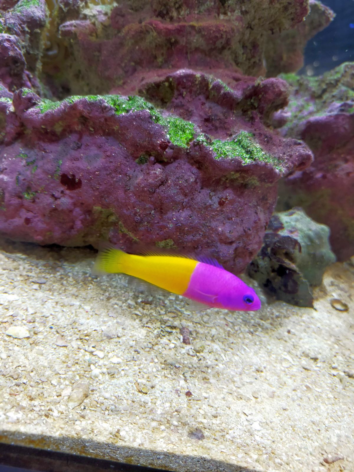 魚の色