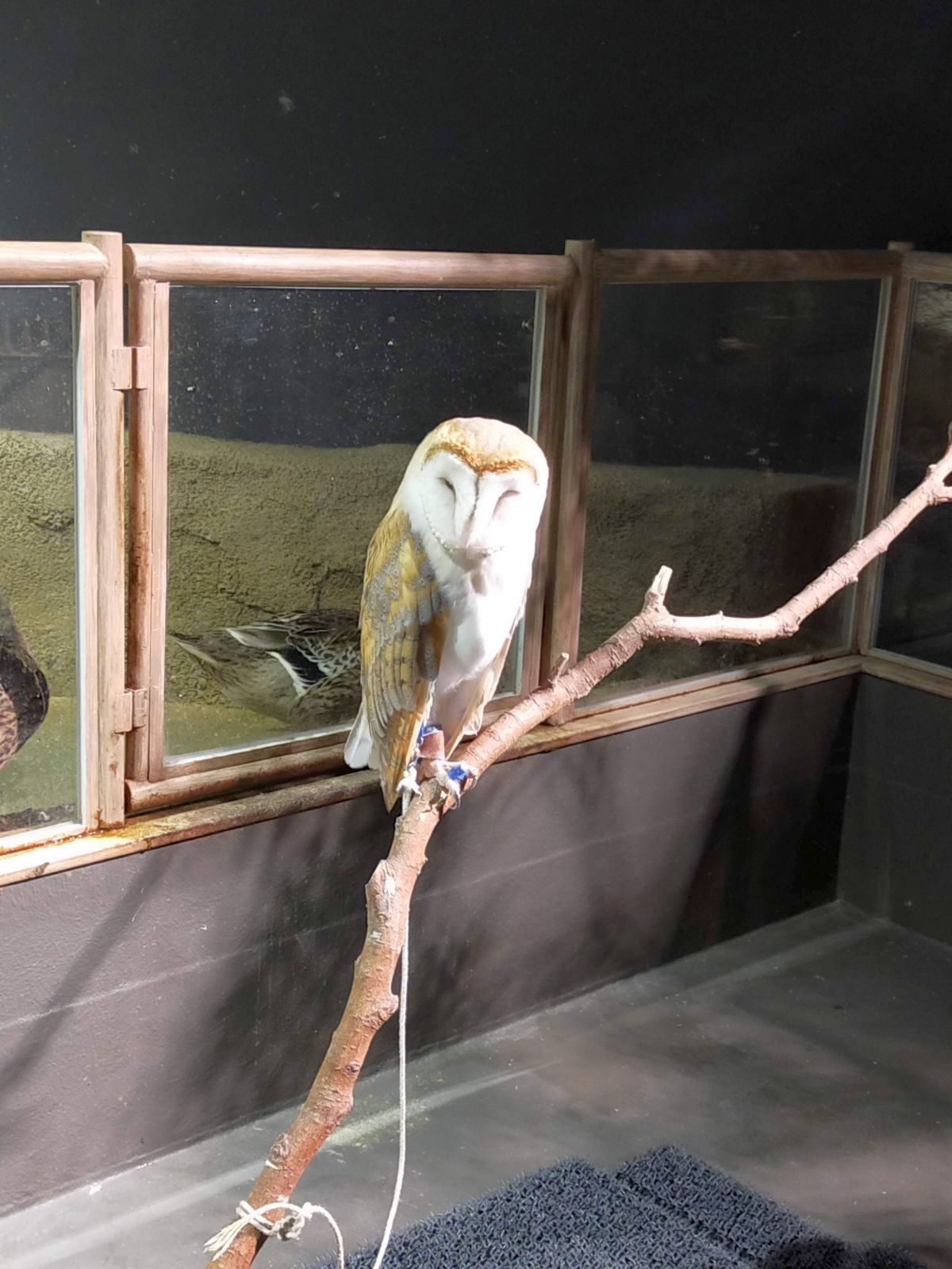 ふくろう