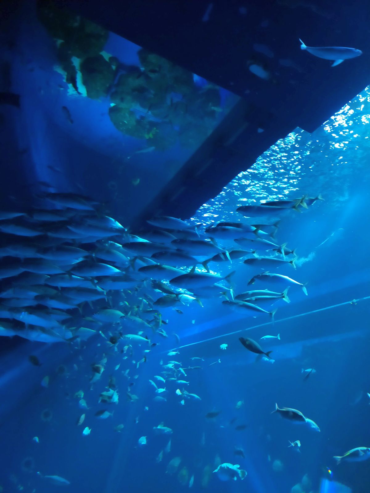 魚の群れ