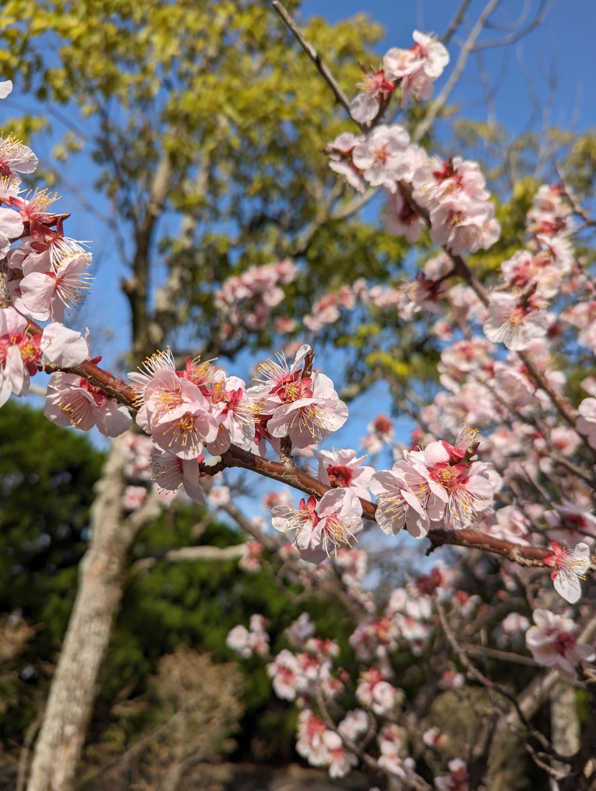 梅の花