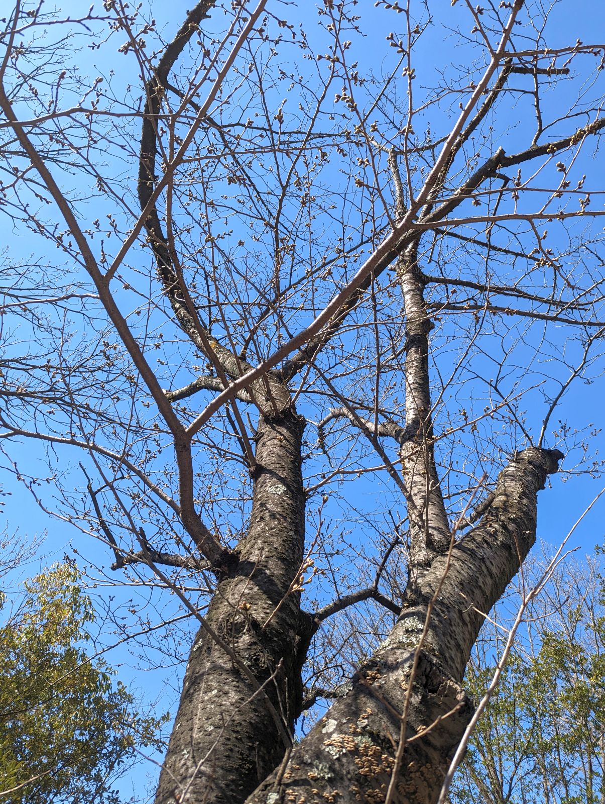 桜の開花状況