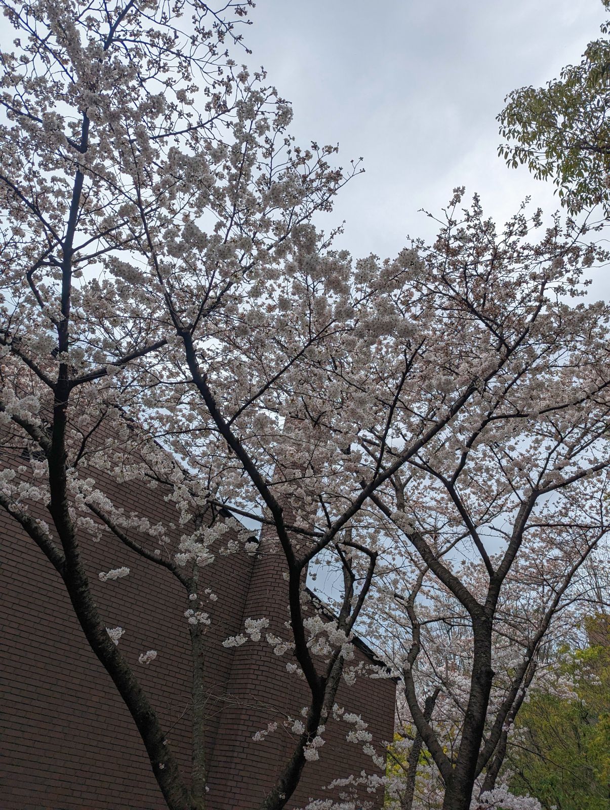 桜の開花状況