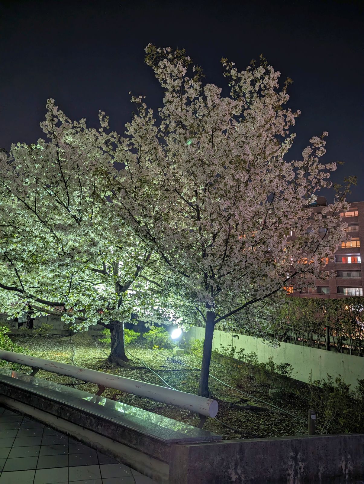 夜桜鑑賞