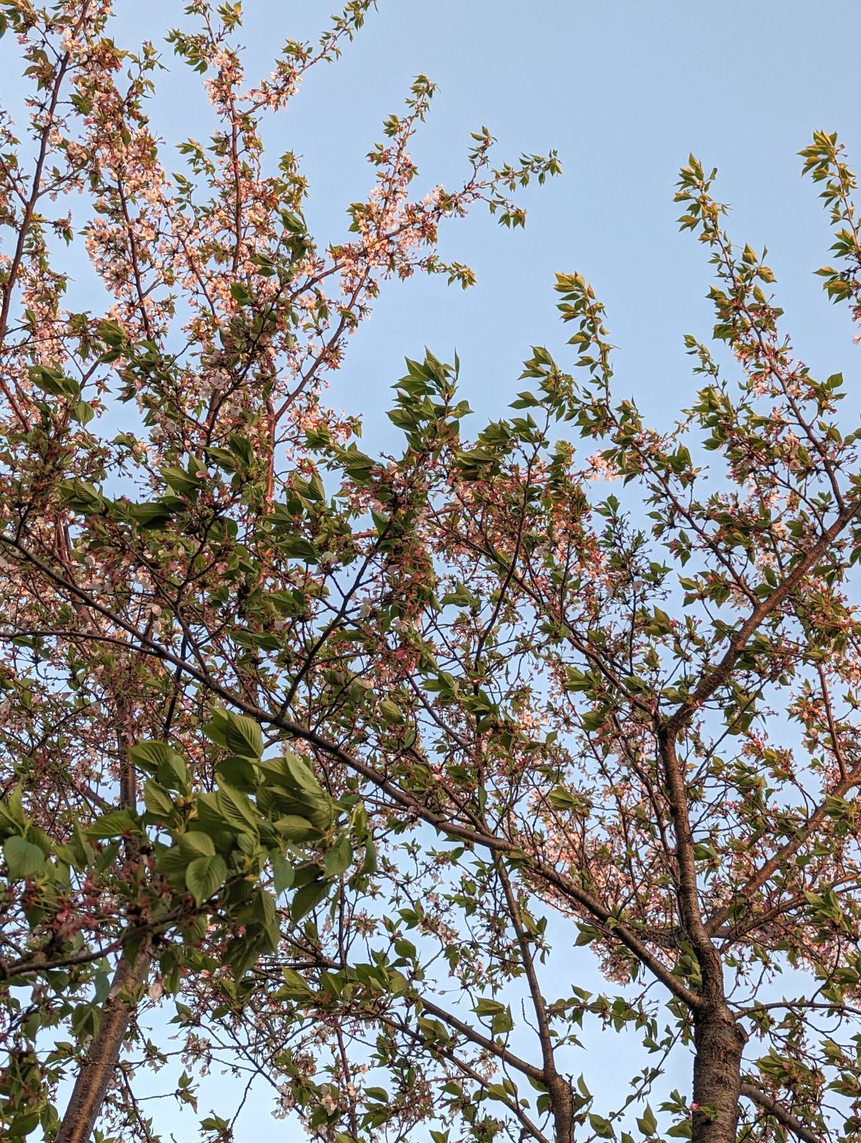 桜の鑑賞