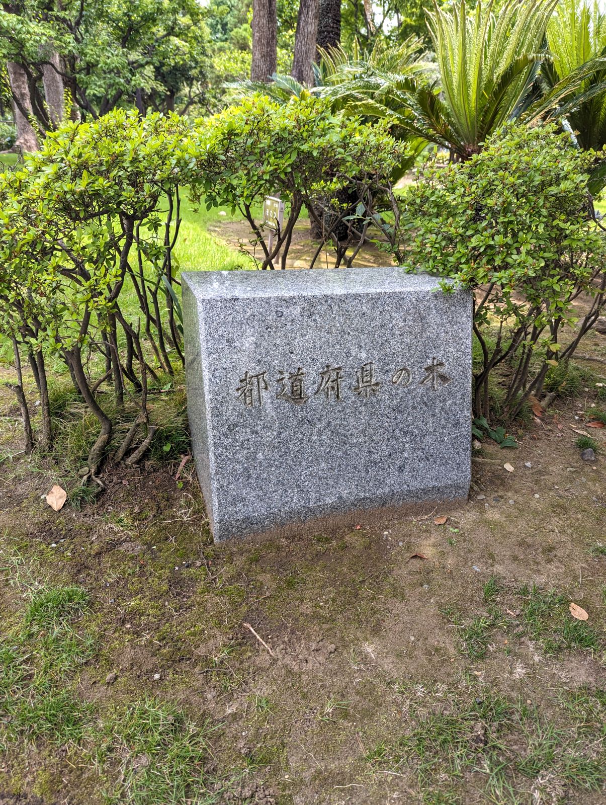都道府県の木