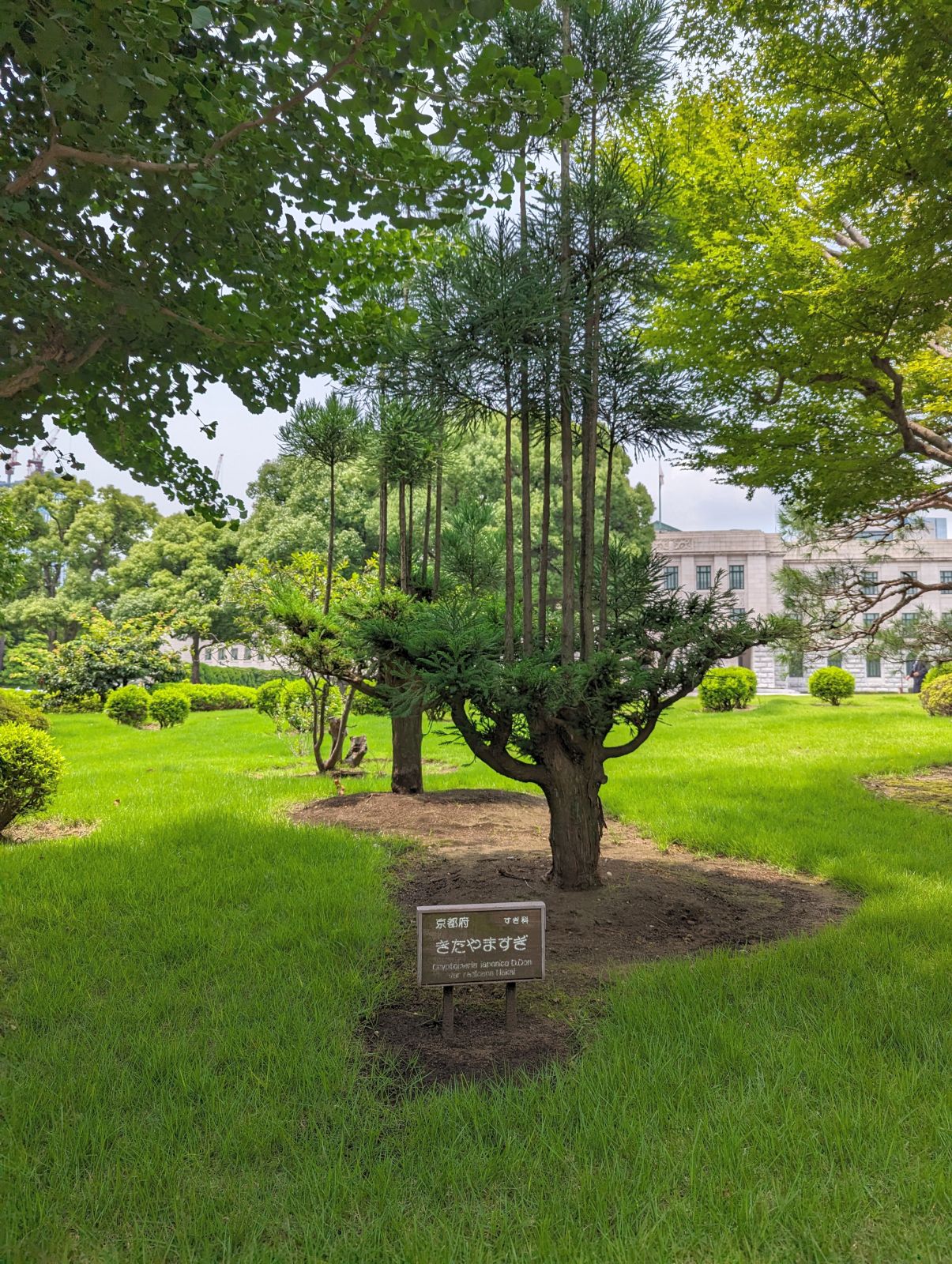京都府の木
