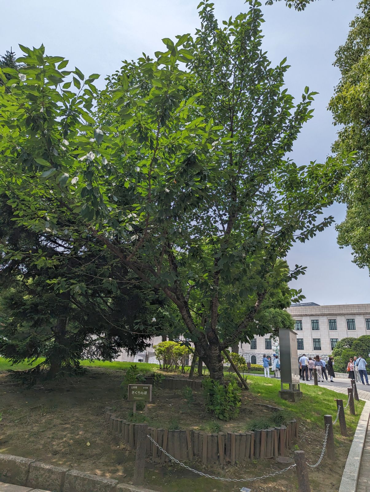 山形県の木