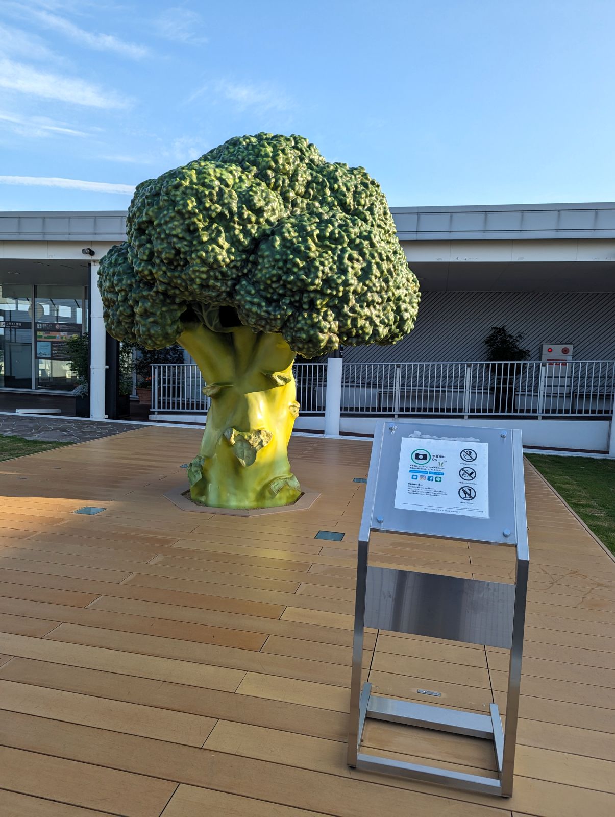 ブロッコリー