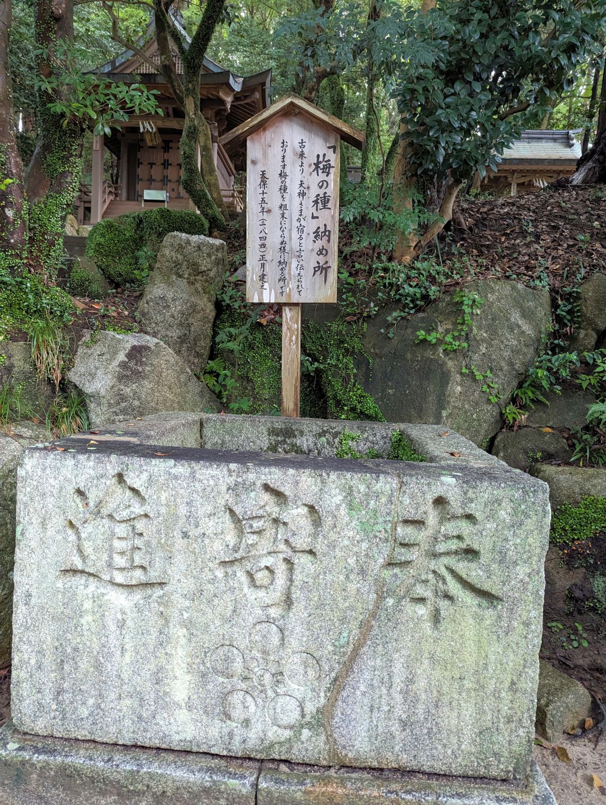 「梅の種」納め所
