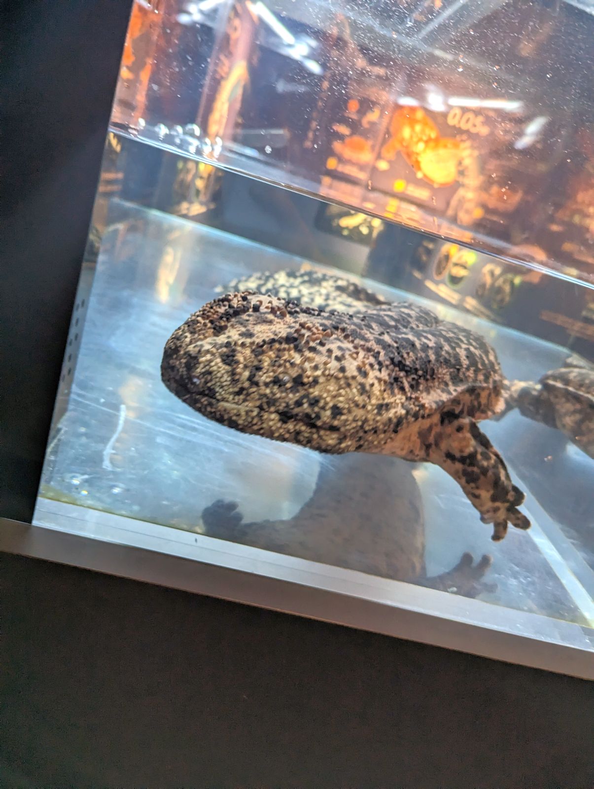 オオサンショウウオ