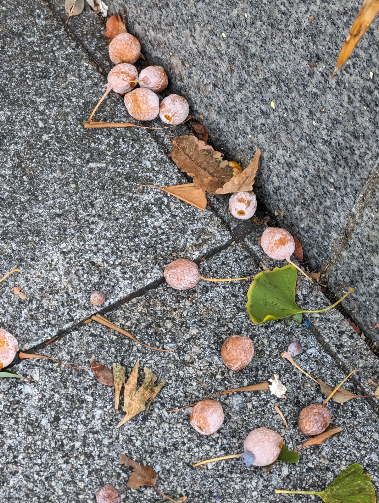銀杏の実