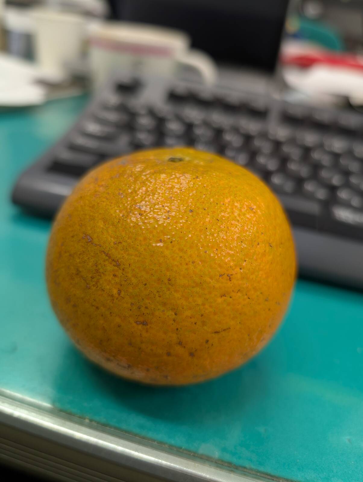 本日のいただきもの