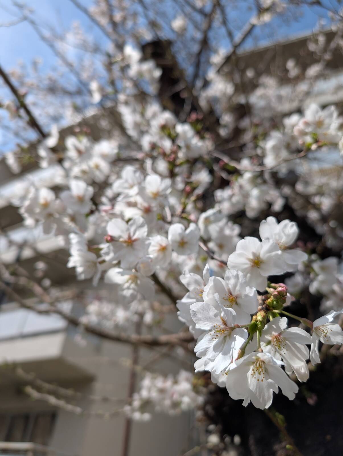 桜の開花