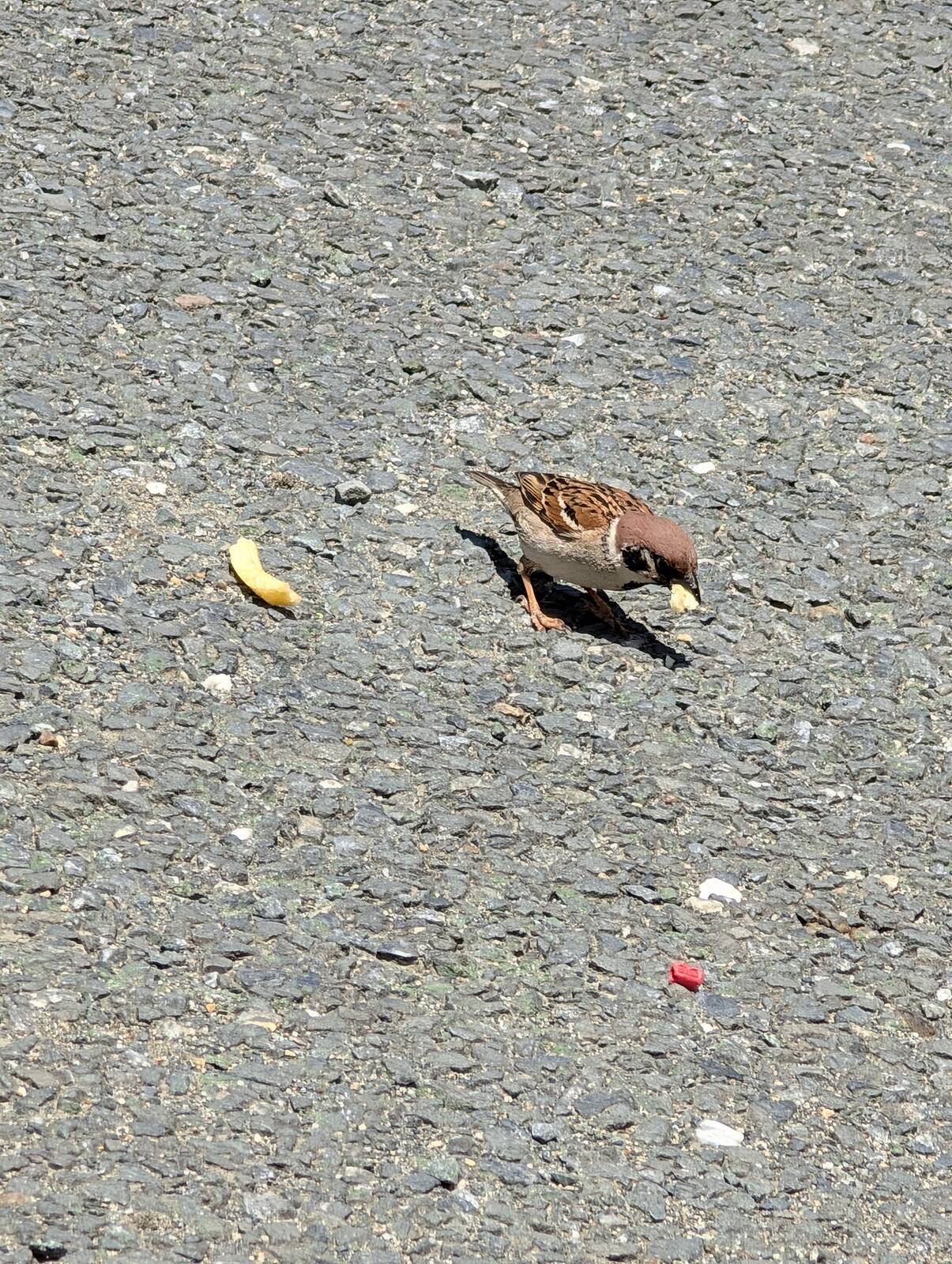 ポテト