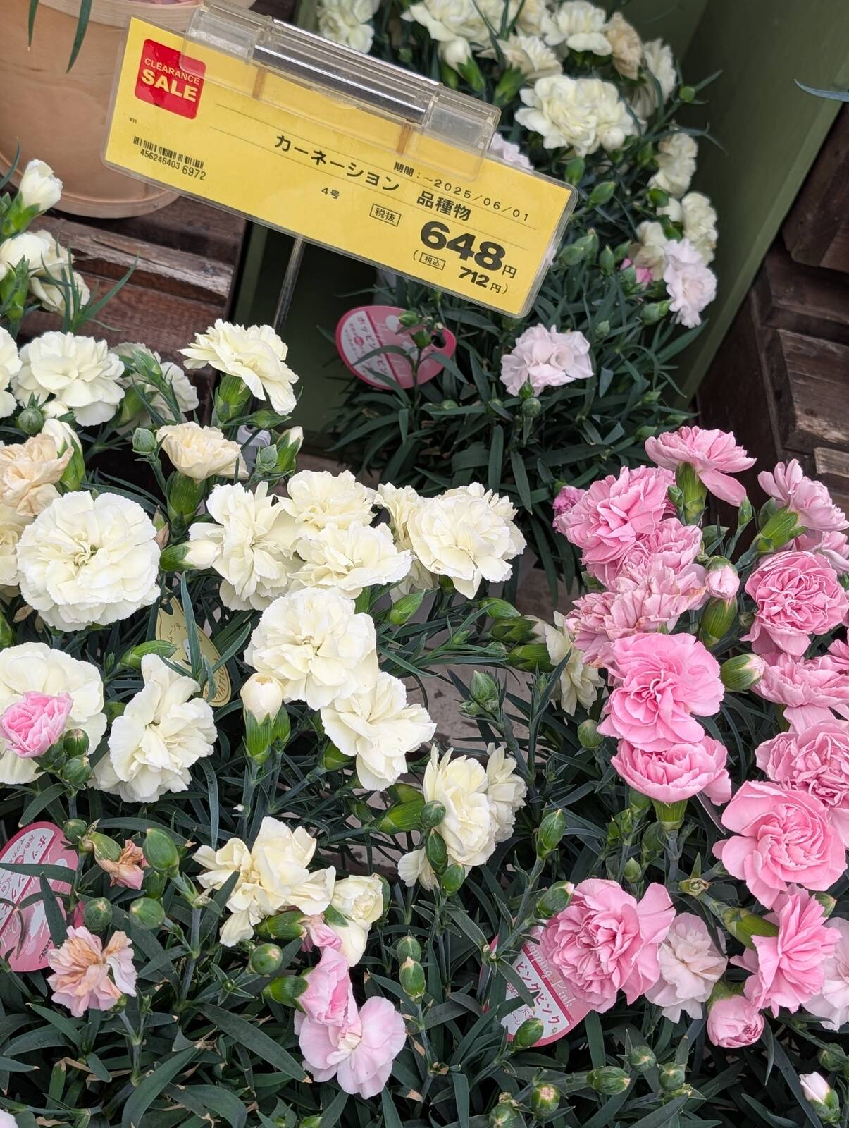 カーネーション