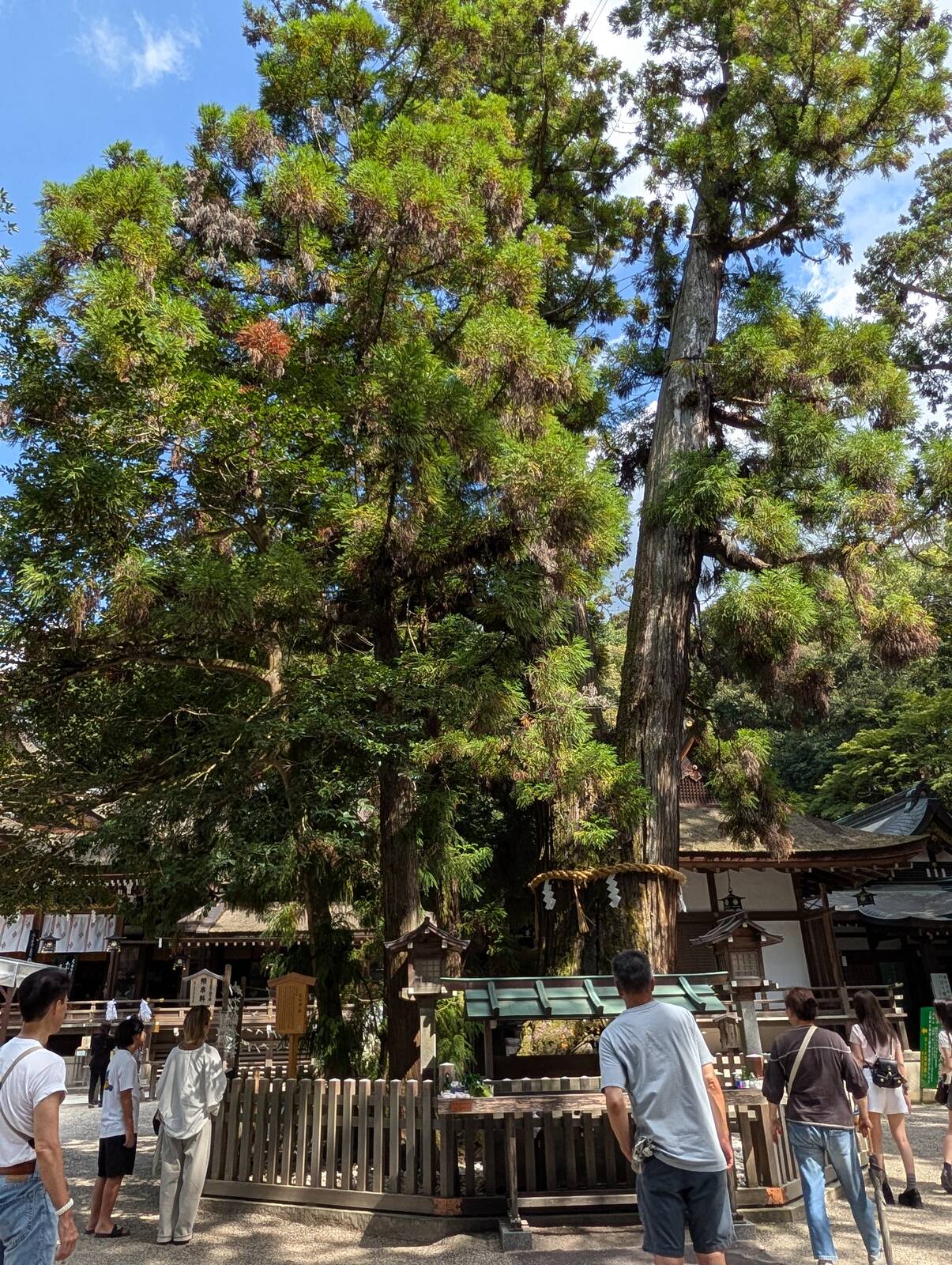 巳の神杉