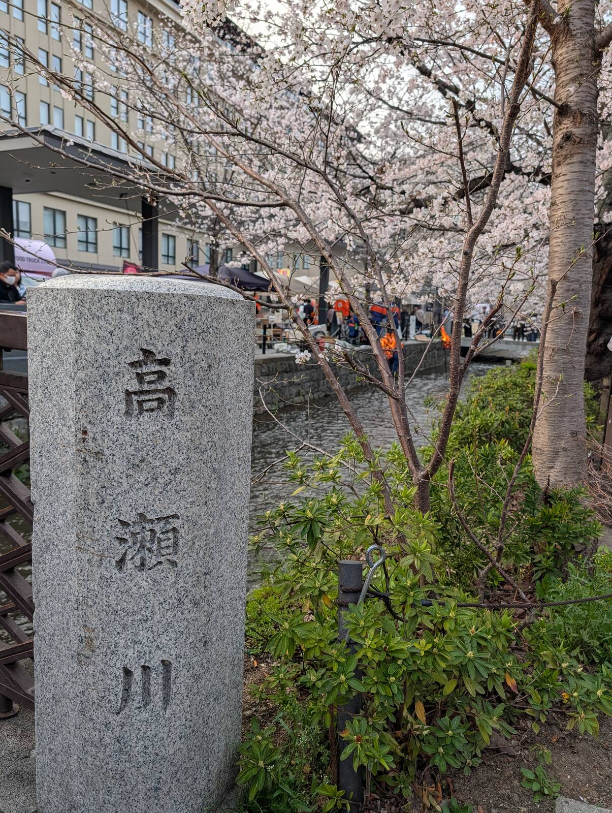 高瀬川の桜