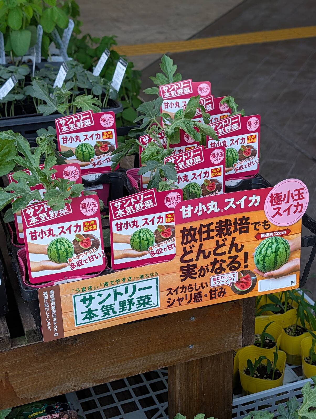 スイカの苗