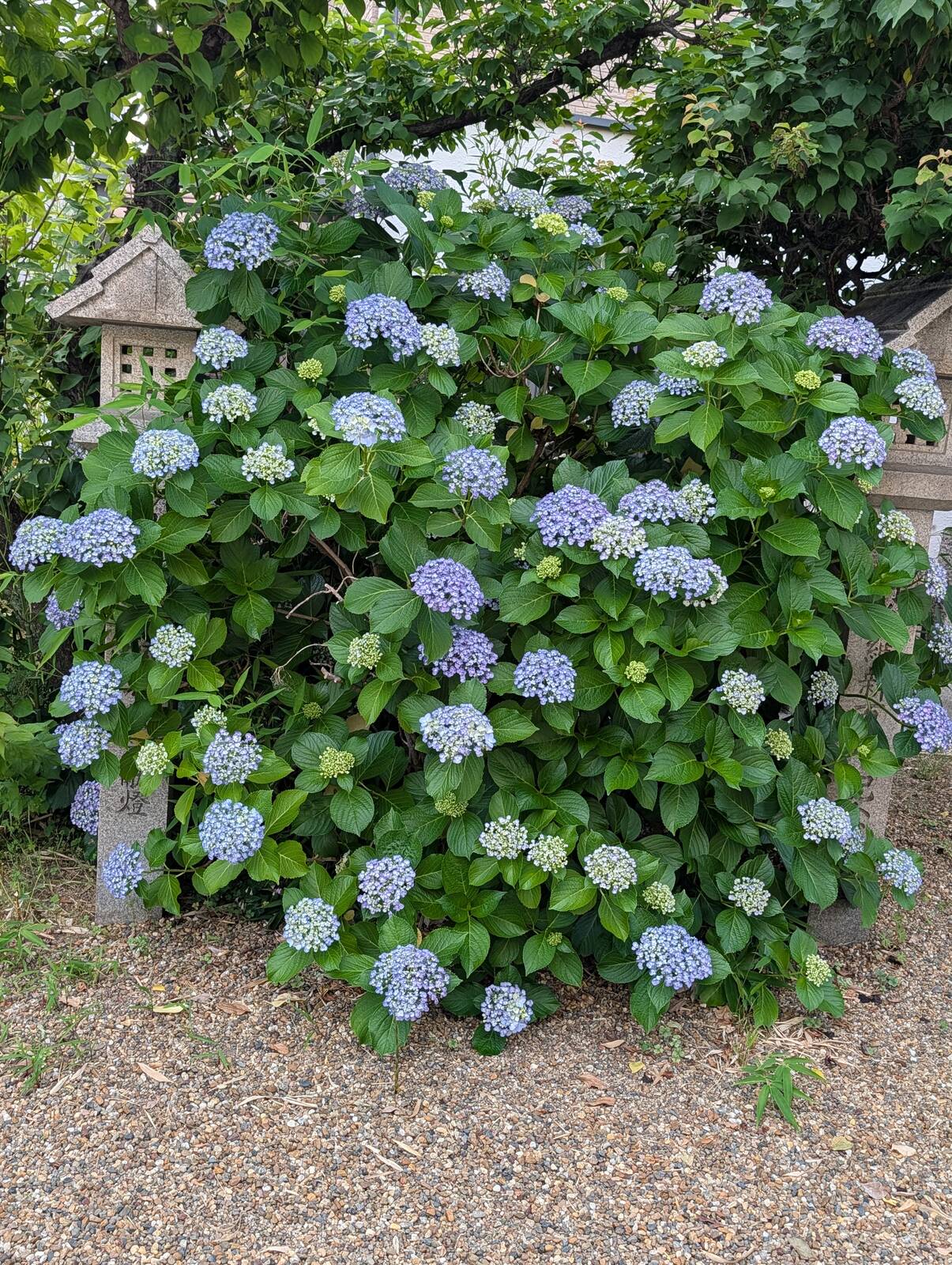 紫陽花