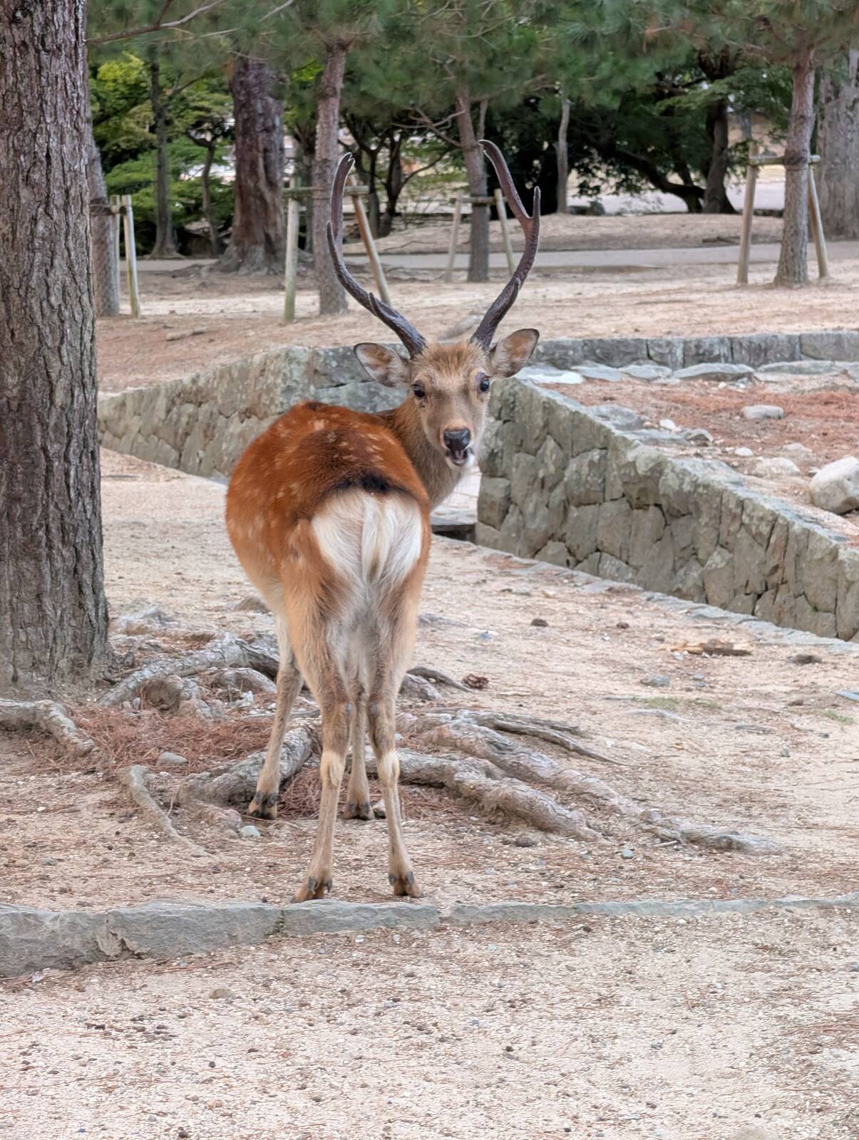 こんにちは