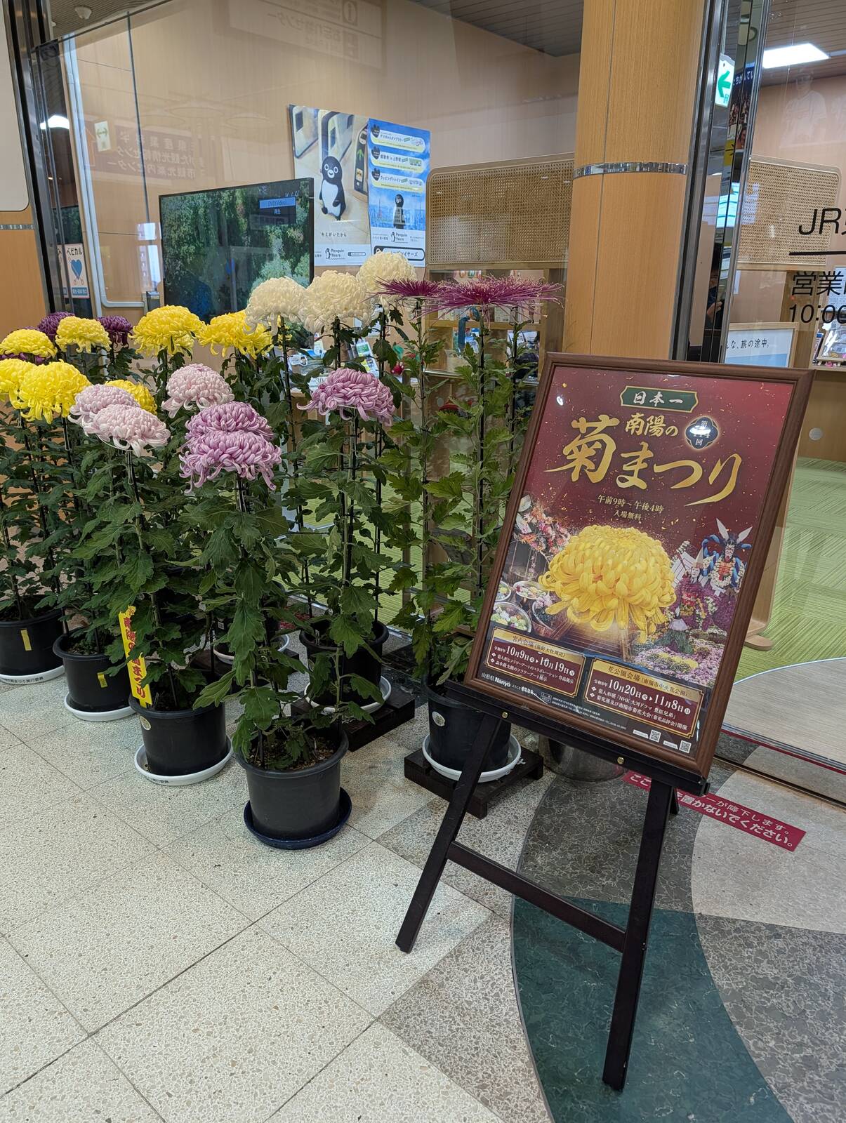 南陽の菊まつり