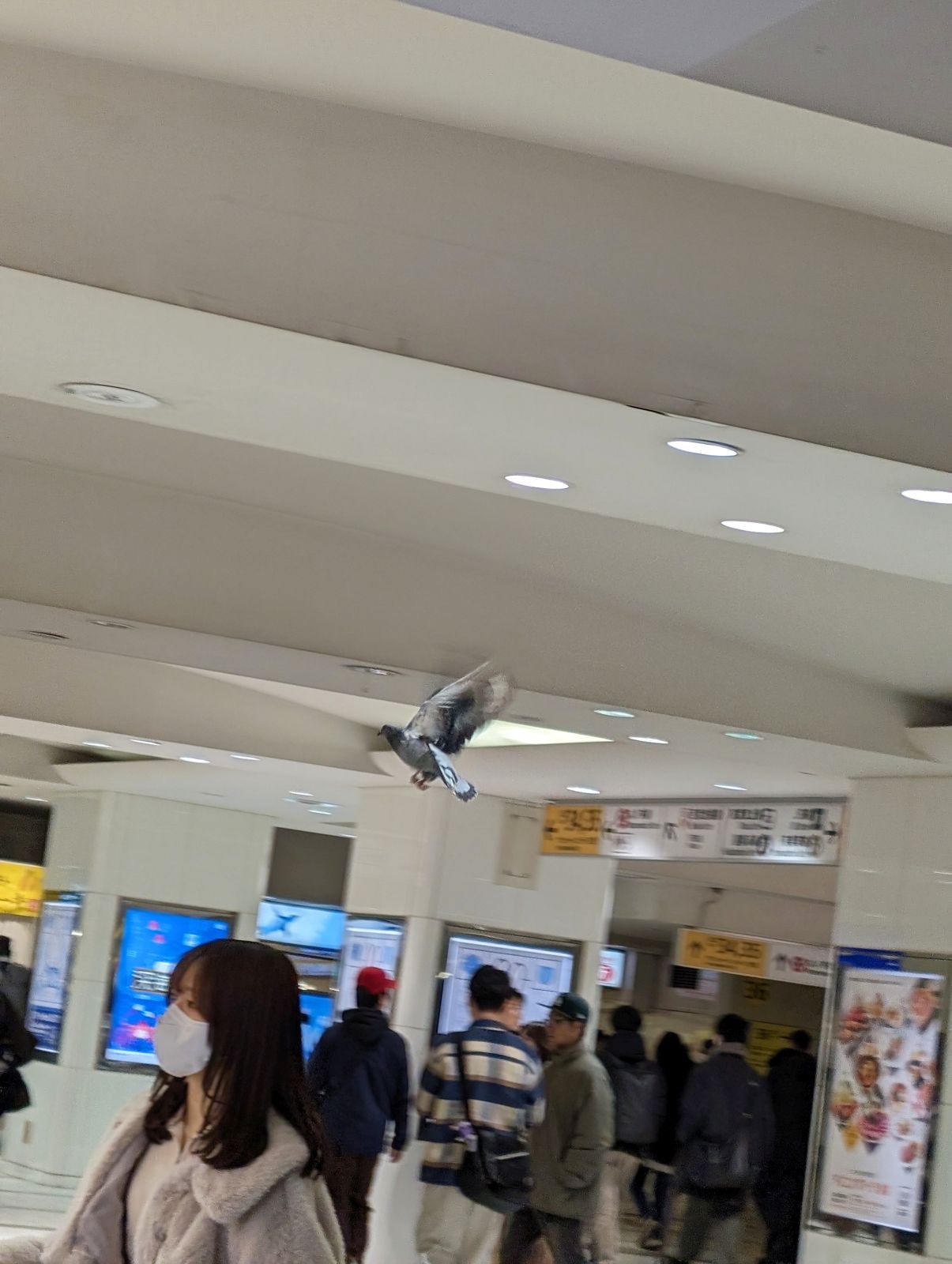 地下で鳩