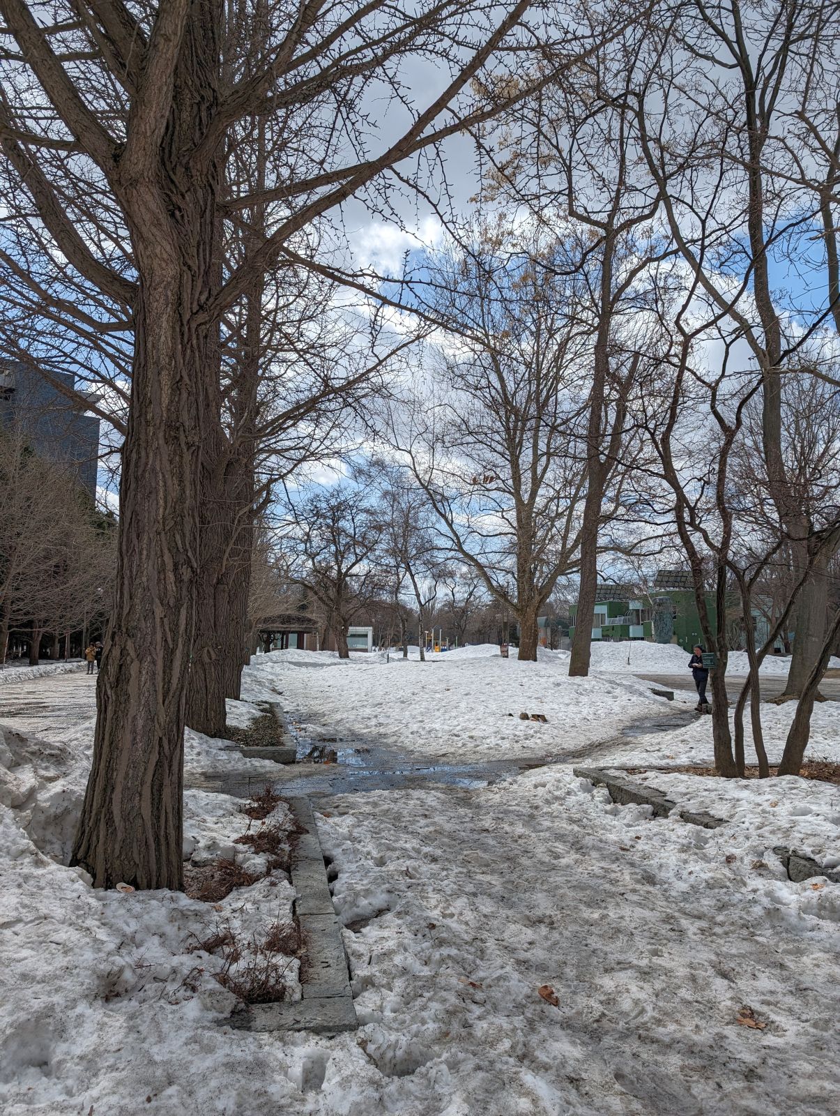 公園の雪