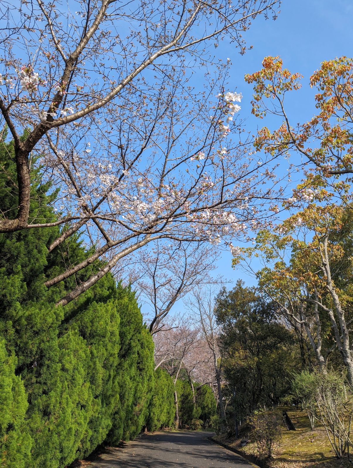 桜の開花状況