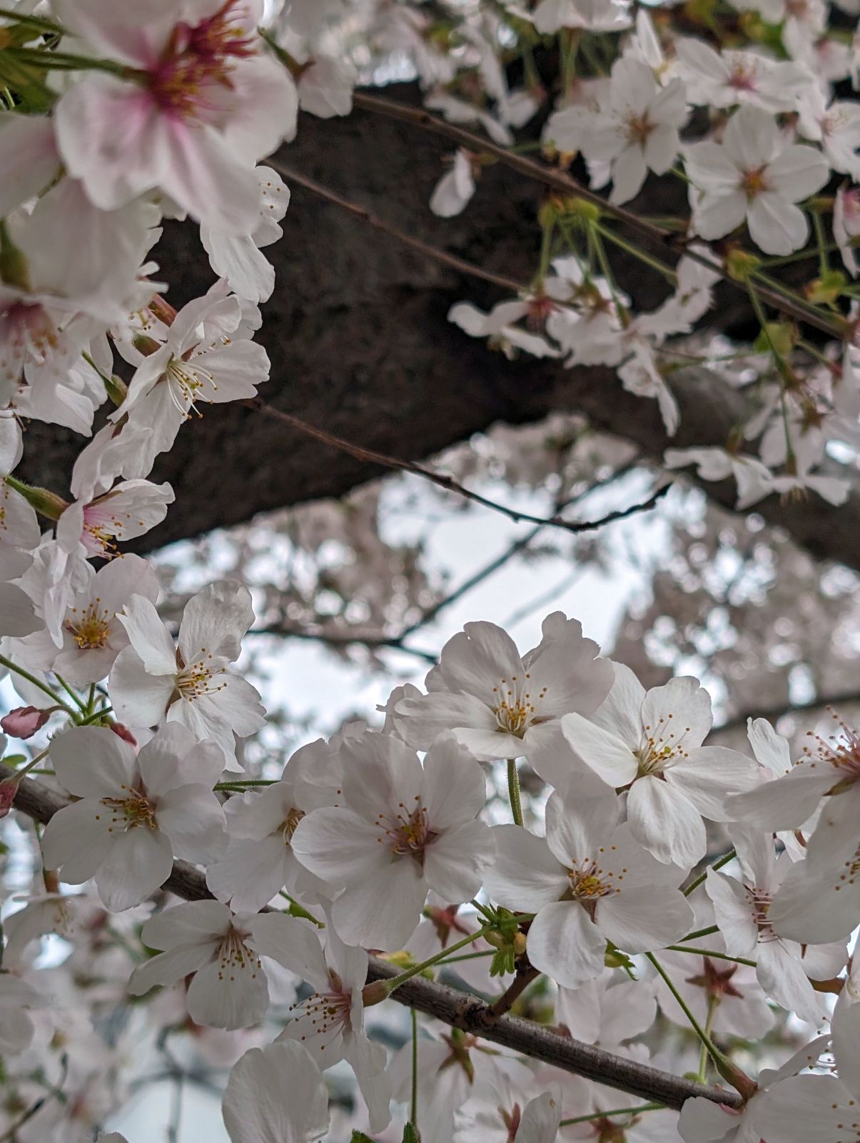 昼間の桜