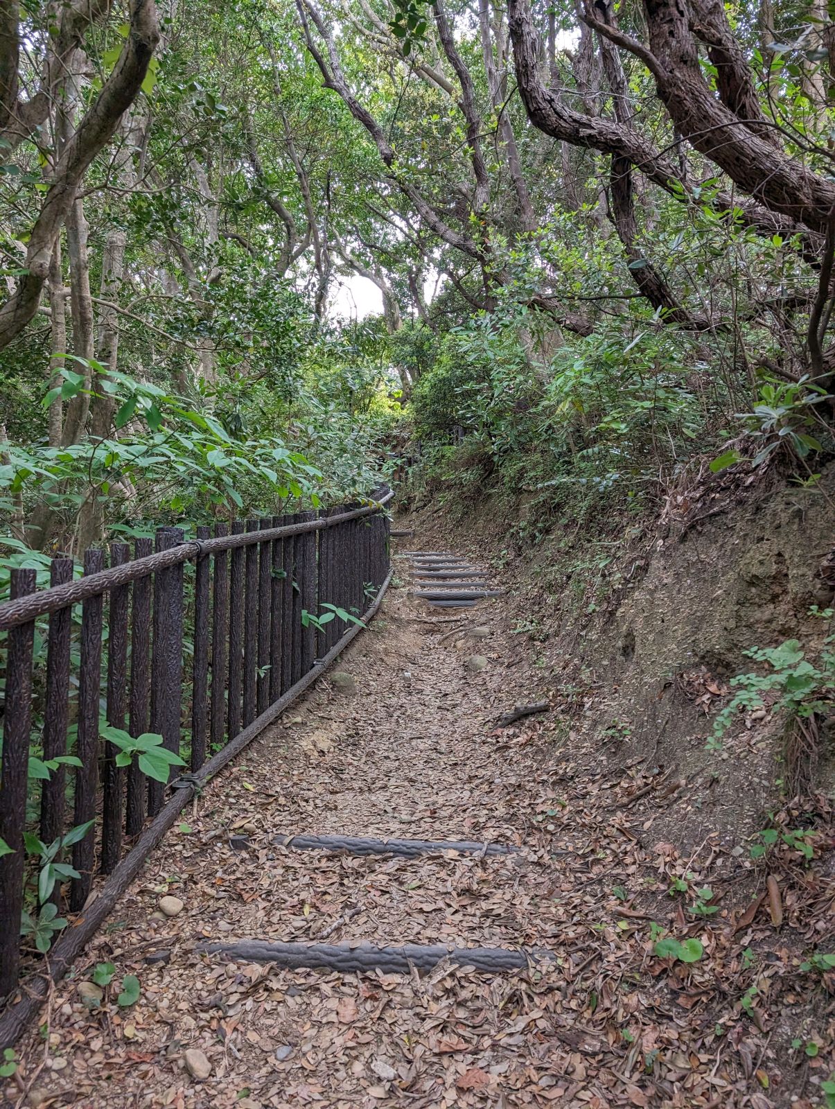 通り道