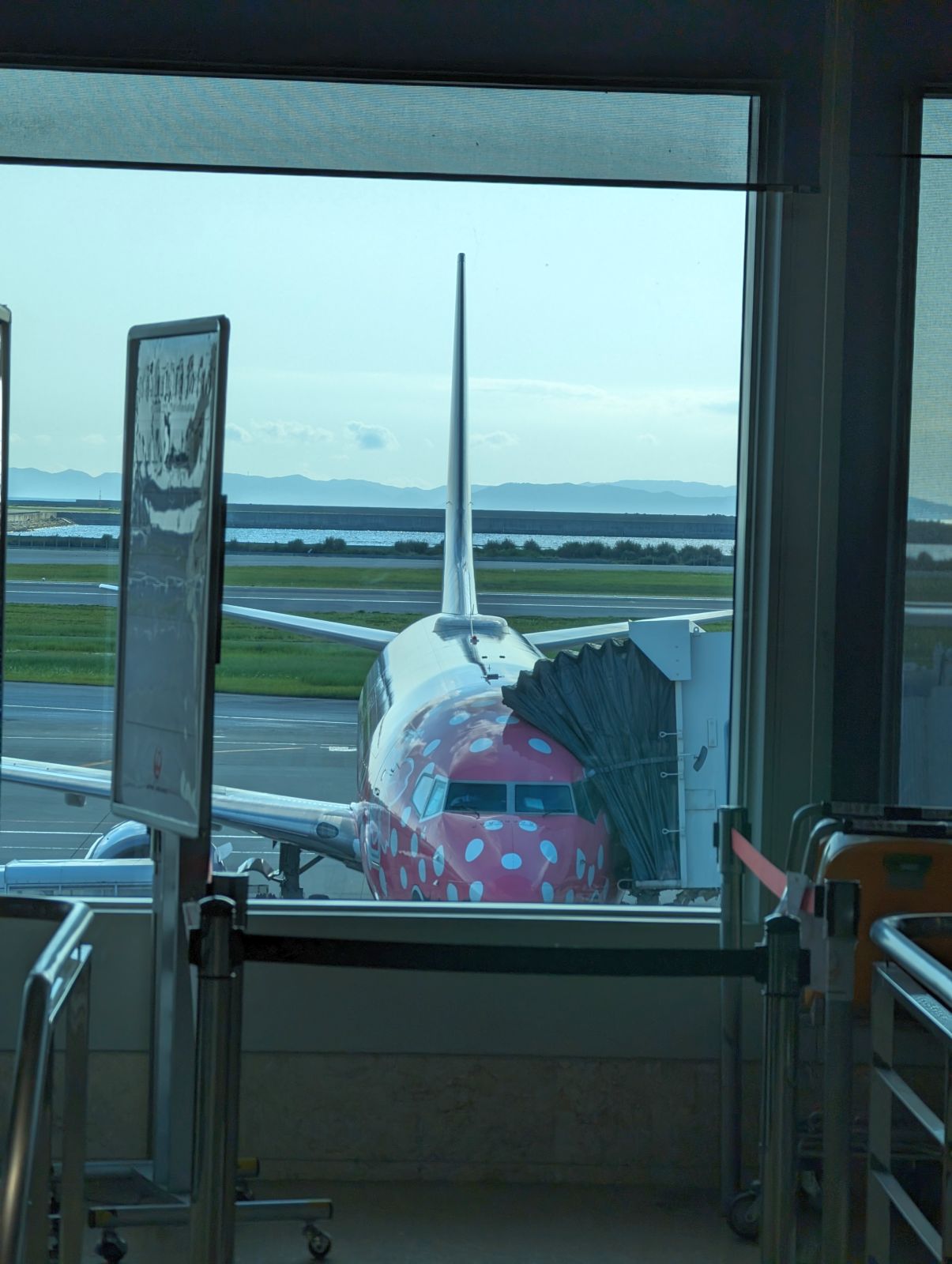 さくらジンベエ